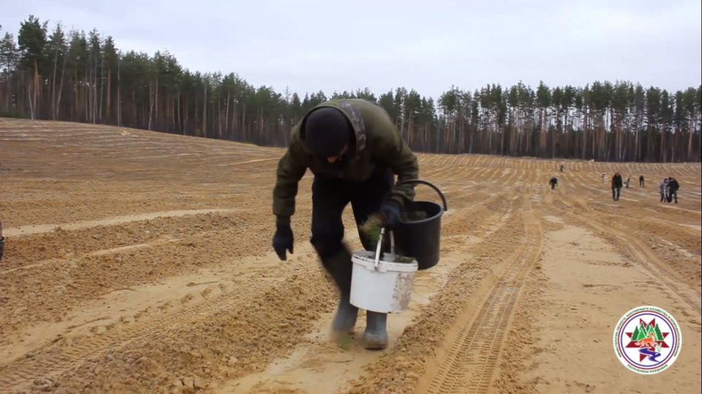 В Мордовии по нацпроекту высаживают хвойные леса