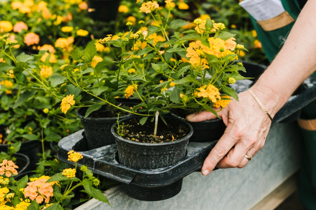В оранжерею Калининского садово-паркового хозяйства пригласили артистов "Петербург-концерта", чтобы создать благоприятную атмосферу для цветов и садовников