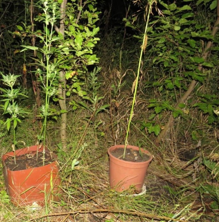 В Мордовии приусадебный участок оказался наркоплантацией