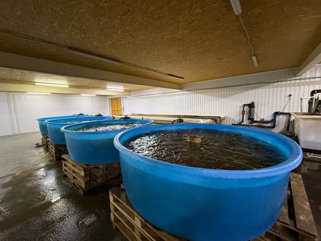 Разведение африканского сома в Ковылкинском районе: новый импульс для сельской экономики