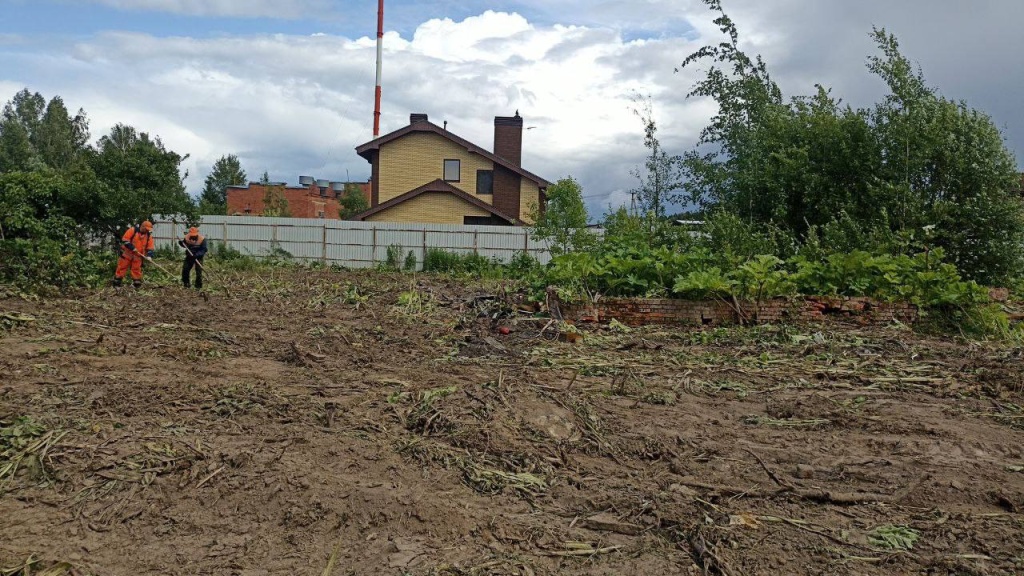 В подмосковном Пушкинском продолжается борьба с борщевиком