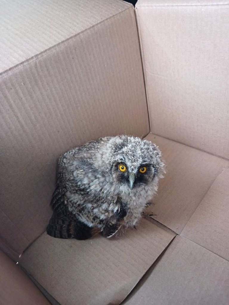 В Коломне сотрудники администрации спасли совёнка В Коломне сотрудники администрации спасли совёнка