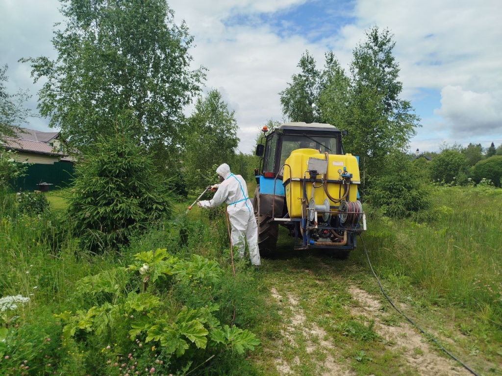 В подмосковном Пушкинском продолжается борьба с борщевиком