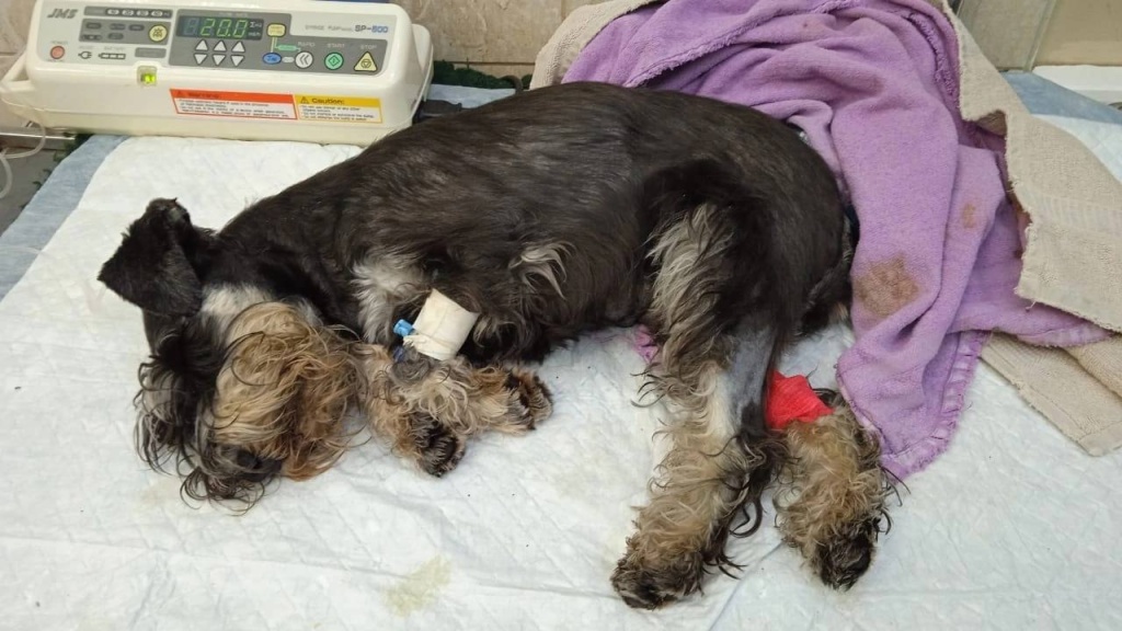 Владельцы животных в России боятся прививать питомцев отечественными препаратами