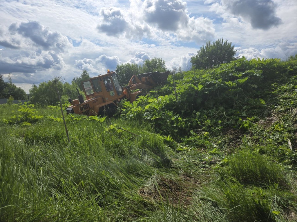 В подмосковном Пушкинском продолжается борьба с борщевиком