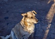 В Татарстане троих граждан ждёт суд за гибель ребёнка от нападения бездомных собак
